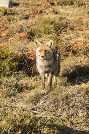 Red fox in the nature, - Vulpes vulpes, European fox.の写真素材