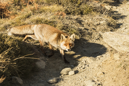 Red fox in the nature, - Vulpes vulpes, European fox.