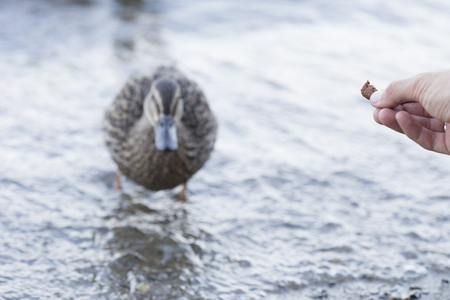 feeding a savage mallard duck female, selective focusの写真素材