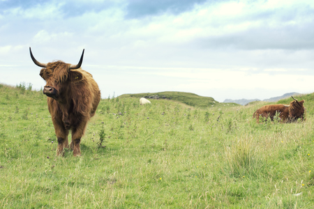 two Scottish cows of the highlands with long hornsの写真素材