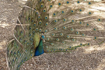 Peacock male  in the nature の写真素材