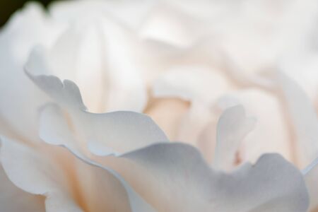 close up of white rose petals. Selective focus. Abstract blurred Flowers backgroundの写真素材