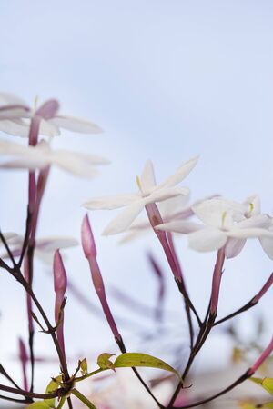 Sweetly scented white flowers of star jasmine 