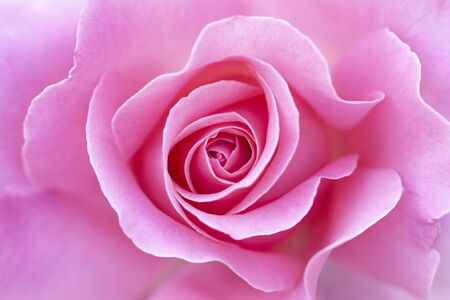 close up of pink rose petals. Selective focus. Abstract blurred Flowers backgroundの写真素材