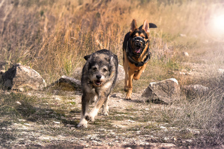 Happy dogs running on the golden field. The happy dogs plays in the grassy meadow on a beautiful...