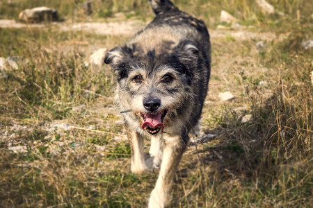 Happy senior mongrel dog on a walk