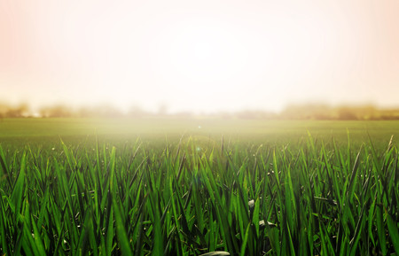 Grass background. Sunny and peaceful landscape of grass blades and blurred pink background