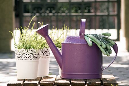 Purple watering can and flowers in the pots. Gardering time. Garden works in springの写真素材