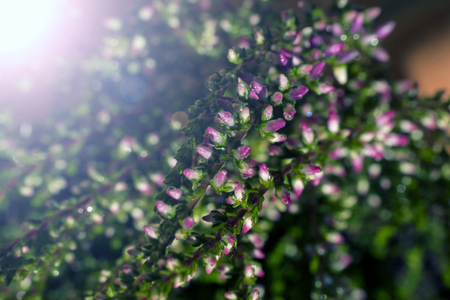 Heather flowers background. Nature background with autumn flowers. Colorful backgroundの写真素材