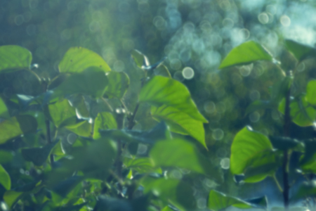 Bokeh blureed leaves background. Green leaves texture. Natureの写真素材