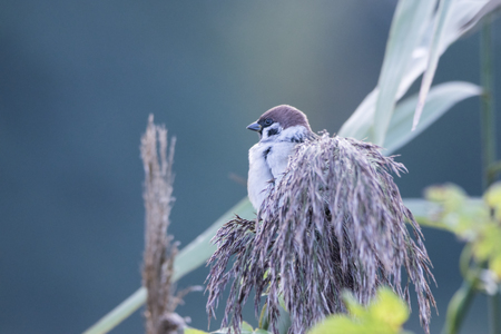 The Eurasian tree sparrow (Passer montanus). Bird sitting on a grass. Autumnal backgroundの写真素材