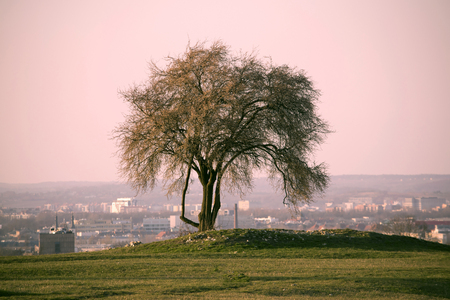 Lonely spring tree on the hill. View over the Krakow city in Poland. City panorama. Pink skyの写真素材