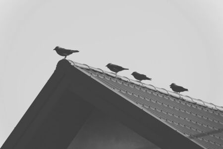 Four hooded crows sitting in a row on a roof. Birds on a roof