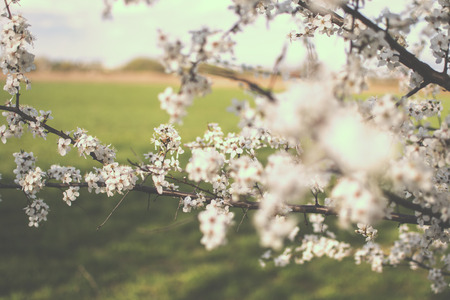 Wedding background: white little flowers on a blue background. Apple tree flowers. Floral background. Flowers textureの写真素材