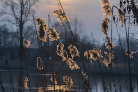 Sunset on the lake. Reflection of the sun in the water. Nature background. Sunlight. Ourdoor eveningの写真素材