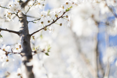 Flowers background. White apple tree flowers. Spring tree flowers. Fruit tree background. Prism...