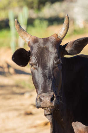 black nelore ox on the farm close to natureの写真素材