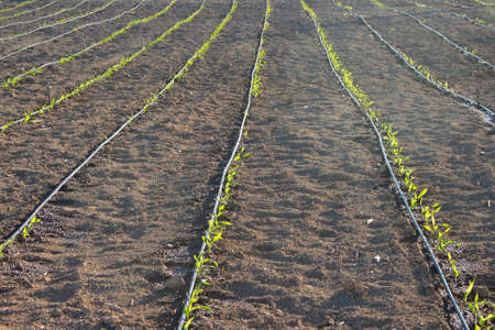 corn crop irrigation on a sunny dayの写真素材