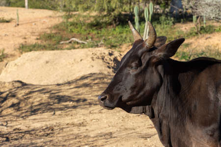 black nelore ox on the farm close to natureの写真素材
