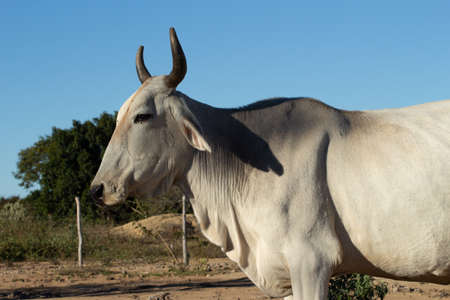 Nelore ox on the farm in a sunny dayの写真素材