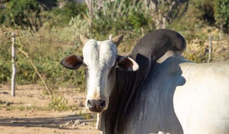 ox on the farm close to natureの写真素材