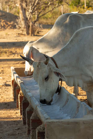 Nelore ox on the farm eating rationの写真素材