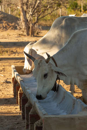 nelore ox eating ration on the farmの写真素材