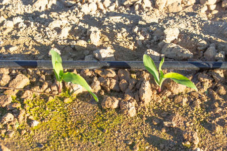 close up of corn crop irrigation on a sunny day