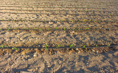 corn crop irrigation on a sunny dayの写真素材