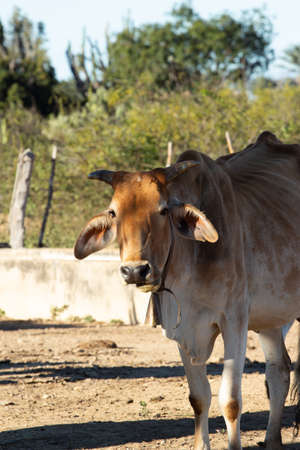 Ox on the farm close to corralの写真素材