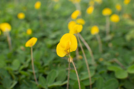 yellow flowers in texture of green grassの写真素材