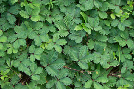 texture of green grassの写真素材
