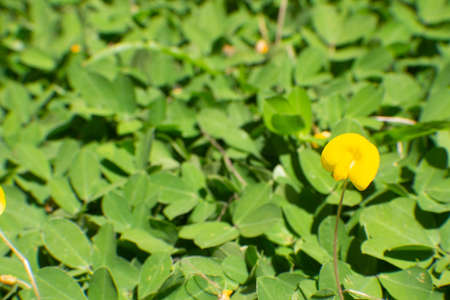 yellow flower in texture of green grassの写真素材