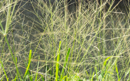 amazing texture view of green grassの写真素材