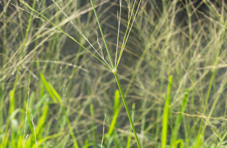 amazing texture view of green grassの写真素材