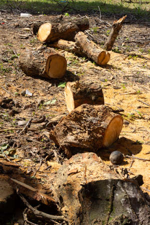 various parts of a tree cut in the groundの写真素材