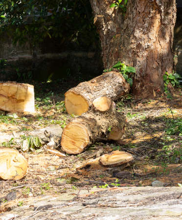 various parts of a tree cut in the ground with a tree in the background