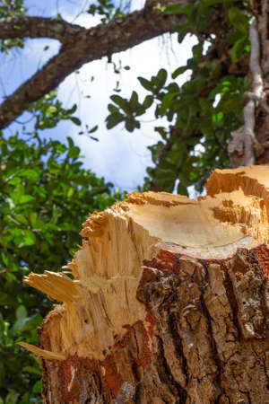 tree trunk cut with a forest in the backgroundの写真素材
