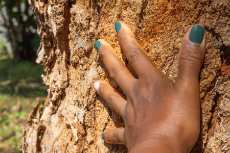 hand of a black woman on the trunk of a tree with a full background of plants.の写真素材