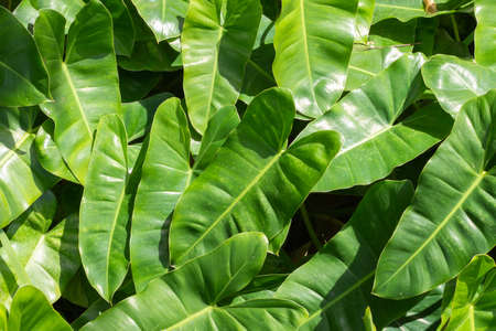super close of several Philodendron leavesの写真素材