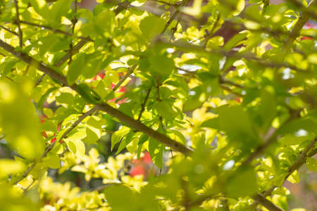 super close-up of a growing Duranta erect with a blue sky in the background.の写真素材