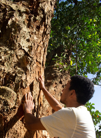 Man holding the trunk of a large tree in a sunny dayの写真素材