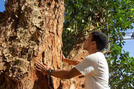 Man holding the trunk of a large tree in a sunny dayの写真素材
