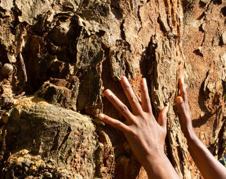 hands over a tree textureの写真素材