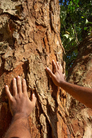 hands over a large tree texture in a sunny dayの写真素材