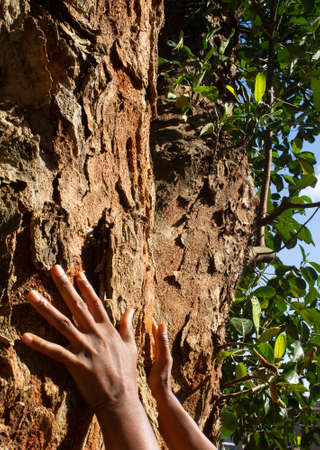 hands over a large tree texture in a sunny dayの写真素材