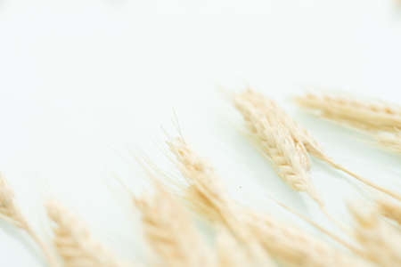 view of several dried wheat seed stalks on a white background.の写真素材
