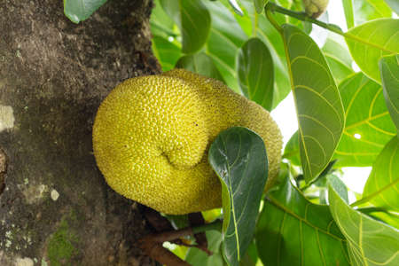 jackfruit fruits on a tree with thick trunk with green leaves.の写真素材