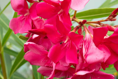beautiful view of a Nerium oleander with leaves in a sunny day