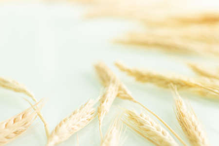 view of several dried wheat seed stalks on a white background.の写真素材